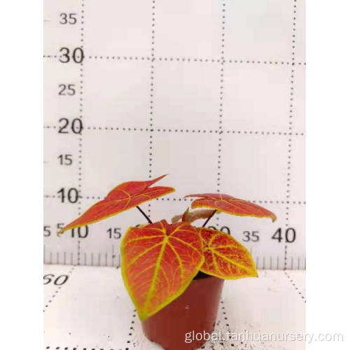 Caladium Plant Flower caladium new wave redish 11cm jincan Factory